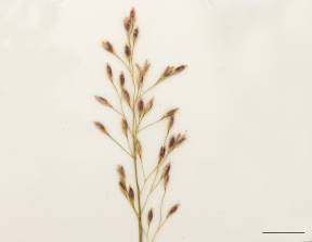 Petite image rapproché des traits de caractéristiques de la plante: Oryzopsis piquant