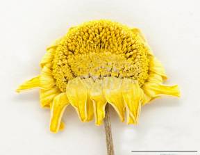 Petite image rapproché des traits de caractéristiques de la plante: Camomille jaune