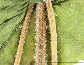 Petite image rapproché des traits de caractéristiques de la plante: Eupatoire perfoliée