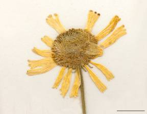 Petite image rapproché des traits de caractéristiques de la plante: Hélénie automnale