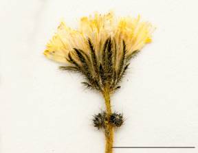 Petite image rapproché des traits de caractéristiques de la plante: Épervière à fleurs nombreuses