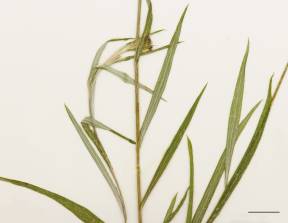 Petite image rapproché des traits de caractéristiques de la plante: Centaurée bleuet