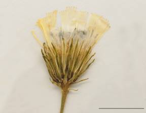Petite image rapproché des traits de caractéristiques de la plante: Épervière en ombelle