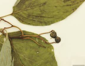 Petite image rapproché des traits de caractéristiques de la plante: Cornouiller à feuilles alternes