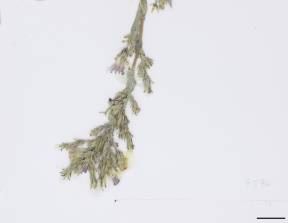 Petite image rapproché des traits de caractéristiques de la plante: Laitue scariole