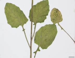Petite image rapproché des traits de caractéristiques de la plante: Lapsane commune