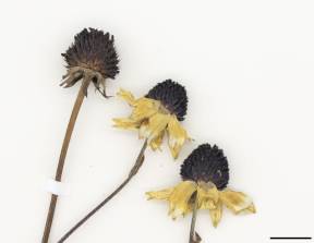 Petite image rapproché des traits de caractéristiques de la plante:Rudbeckie tardive