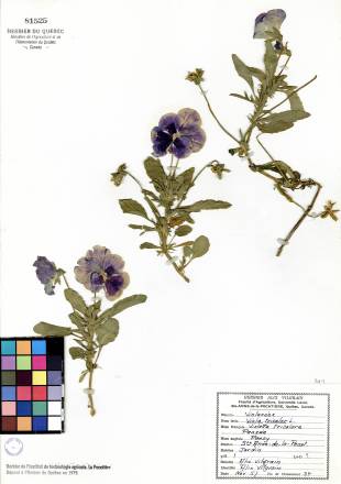 Violette tricolore - plante témoin