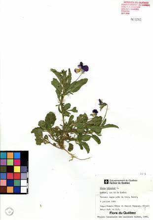 Violette tricolore - plante adulte