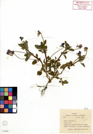 Violette tricolore - plante adulte