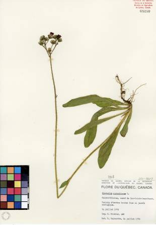 Épervière orangée - plante adulte