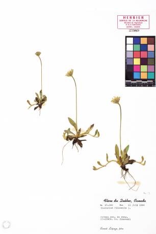 Épervière piloselle - plante adulte