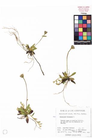 Épervière piloselle - plante adulte