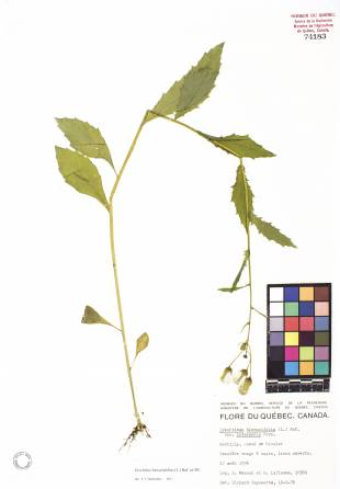 Érechtite à feuilles d'épervière - plante adulte