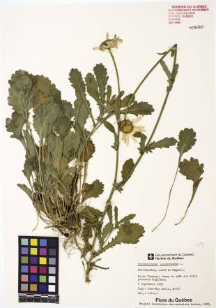 Marguerite blanche - plante adulte