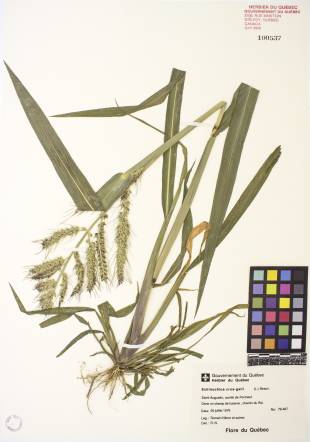 Échinochloa pied-de-coq - plante adulte