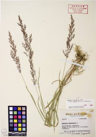 Agrostide blanche - plante adulte