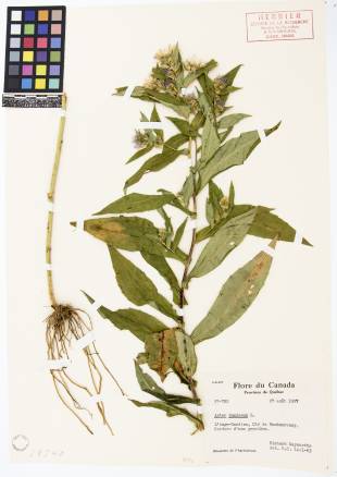 Aster ponceau - plante adulte