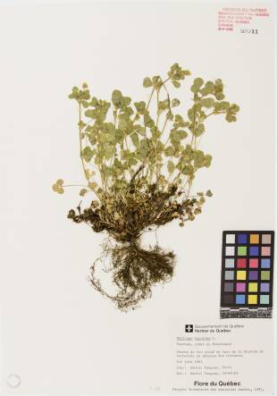 Luzerne lupuline - plante adulte