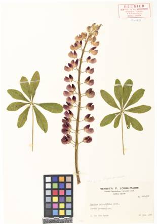 Lupin polyphylle - plante adulte