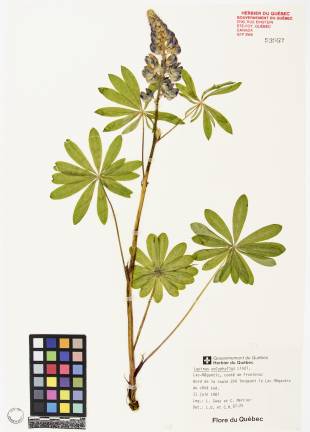Lupin polyphylle - plante adulte