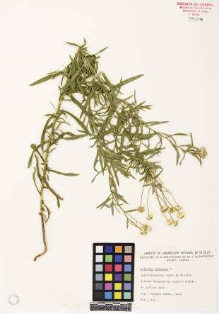 Achillée ptarmique - plante adulte