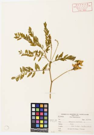 Astragale du Canada - plante adulte