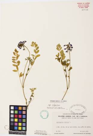 Astragale alpin - plante adulte