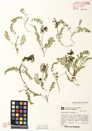 Astragale alpin - plante adulte