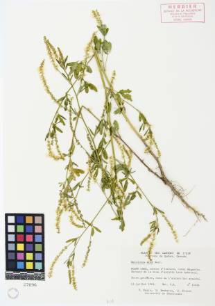 Mélilot blanc - plante adulte