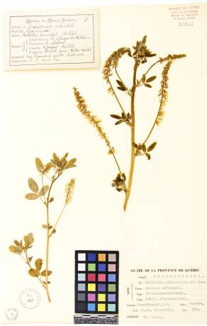 Mélilot jaune - plante adulte