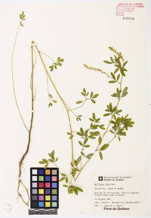 Mélilot blanc - plante adulte