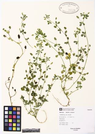 Luzerne lupuline - plante adulte