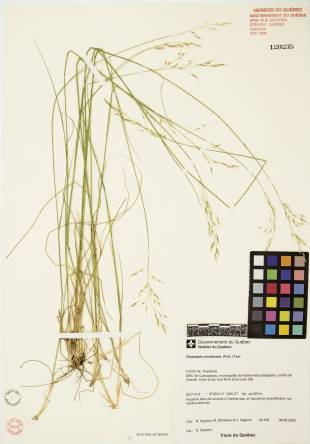 Oryzopsis du Canada - plante adulte