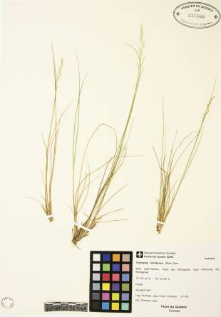 Oryzopsis du Canada - plante adulte