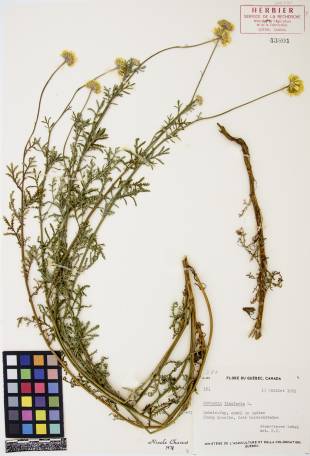 Camomille jaune - plante adulte