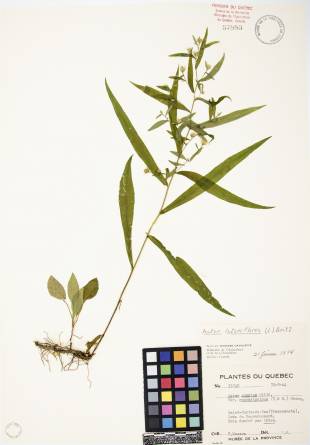 Aster latériflore - plante adulte