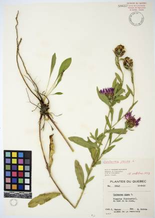 Centaurée jacée - plante adulte