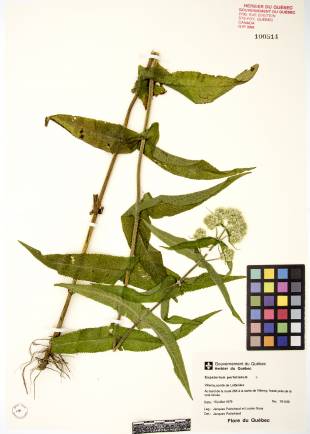 Eupatoire perfoliée - plante adulte