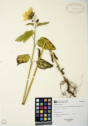 Tournesol - plante adulte
