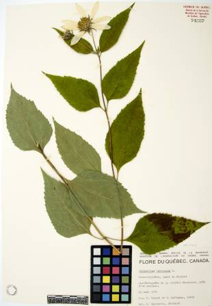 Topinambour - plante adulte