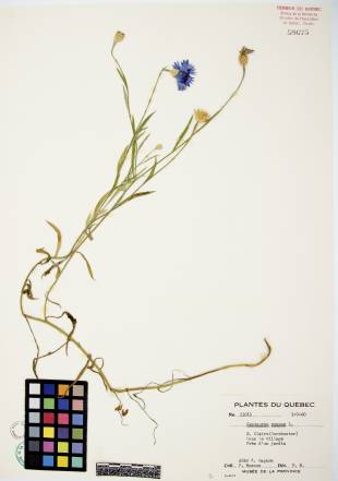 Centaurée bleuet - plante adulte