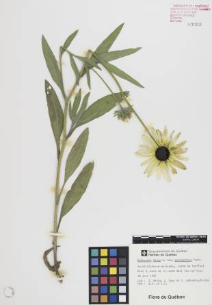 Rudbeckie tardive - plante témoin