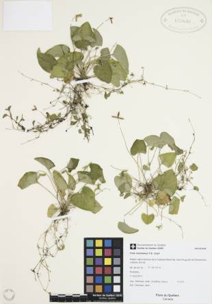 Violette pâle - plante adulte